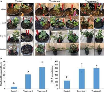 Exploration of the rhizosphere microbiome of native plant Ceanothus velutinus – an excellent resource of plant growth-promoting bacteria